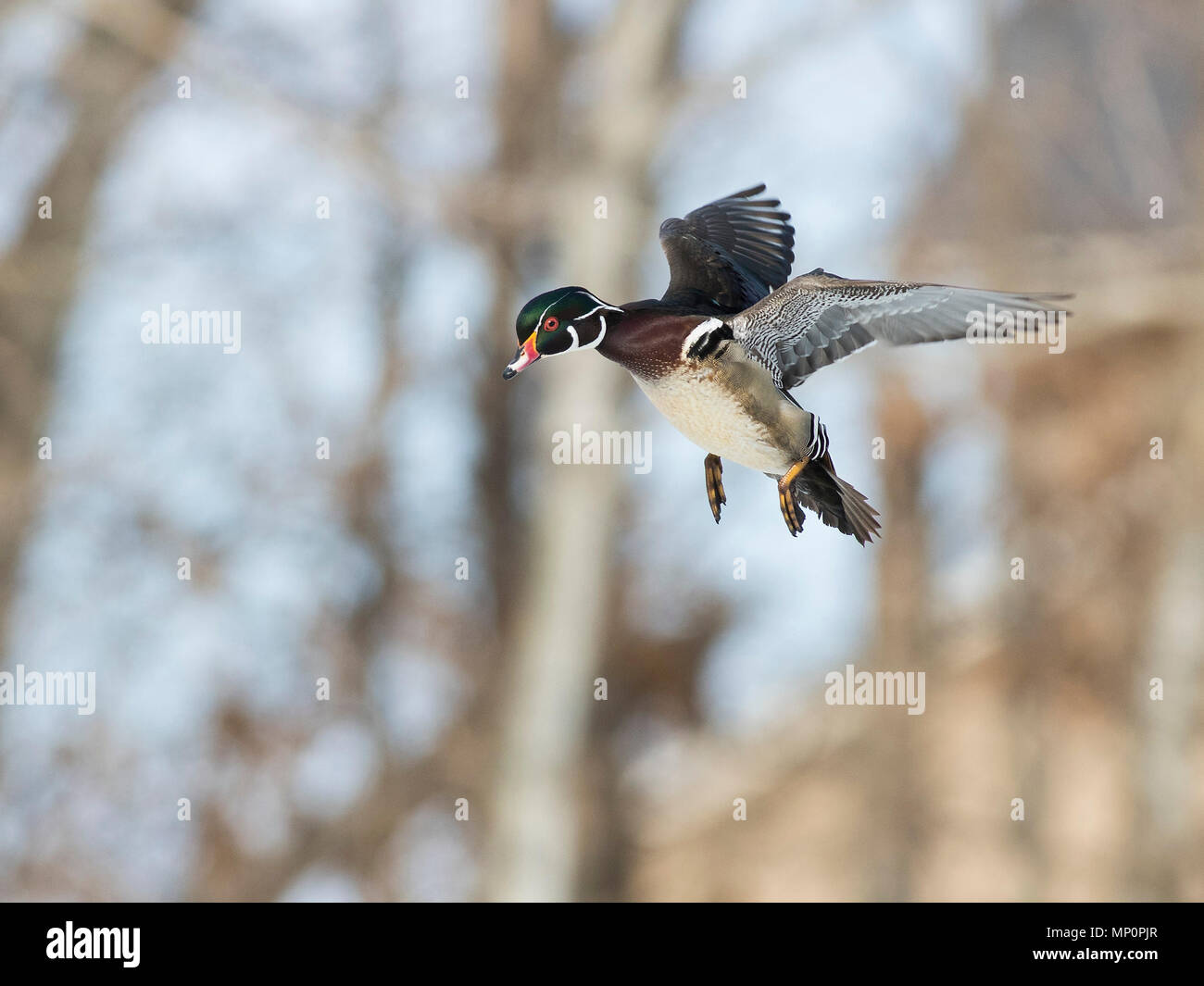 A Wood Duck in flight on a cold winter day
