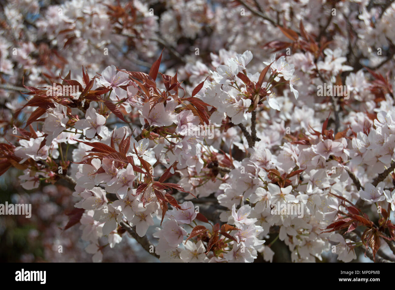 Cherry Blossom Trees In Full Bloom During Sakura hanami Season At these-pictures-of-japan-s-famous-cherry-blossom-will-make-you-want-to