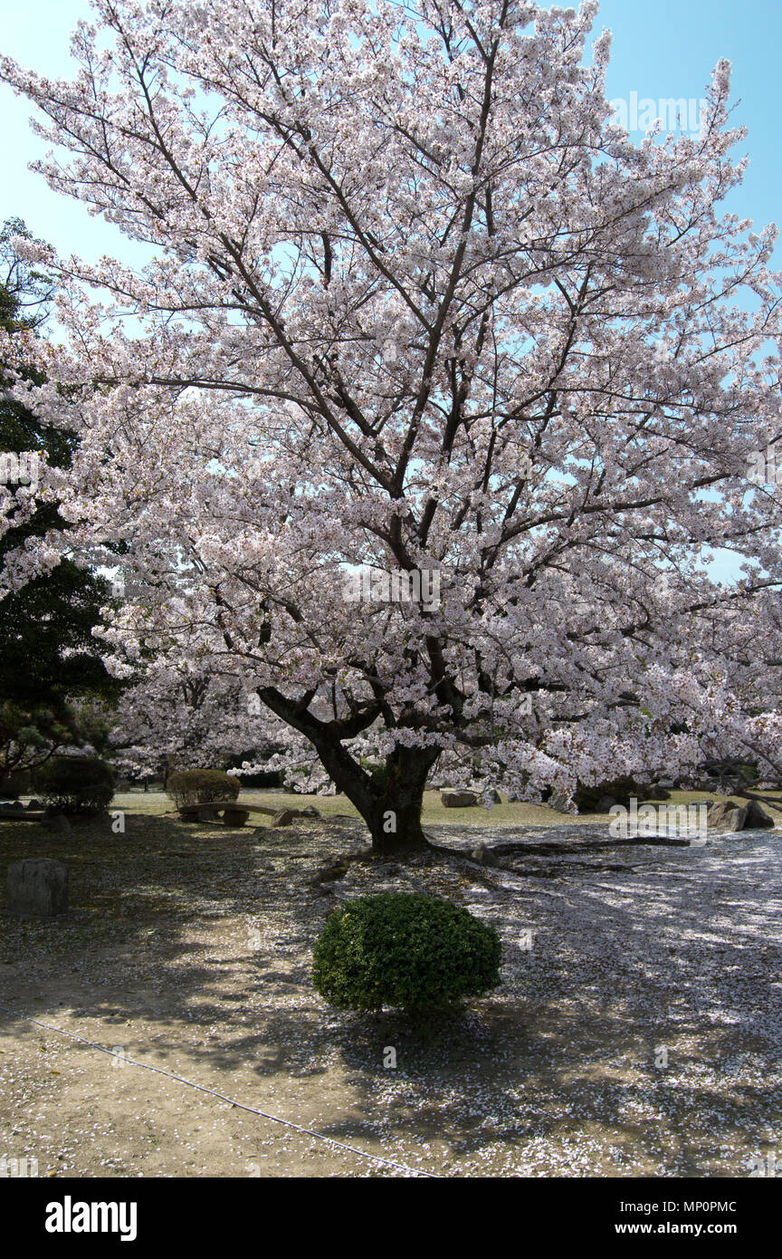 Cherry blossom trees in full bloom during sakura/hanami season at