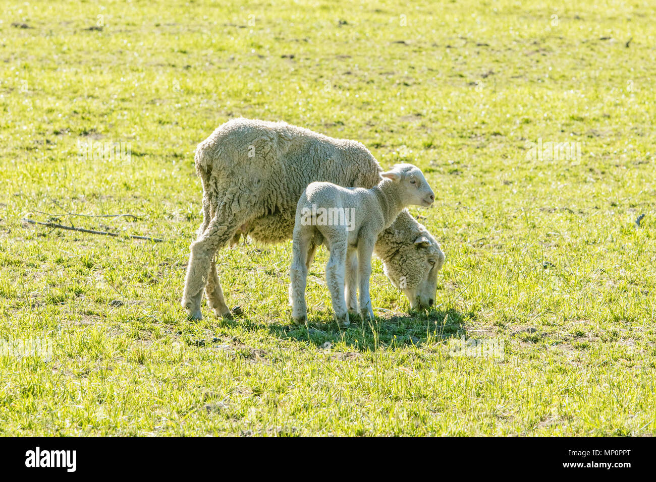mother sheep and lamb grazing Stock Photo