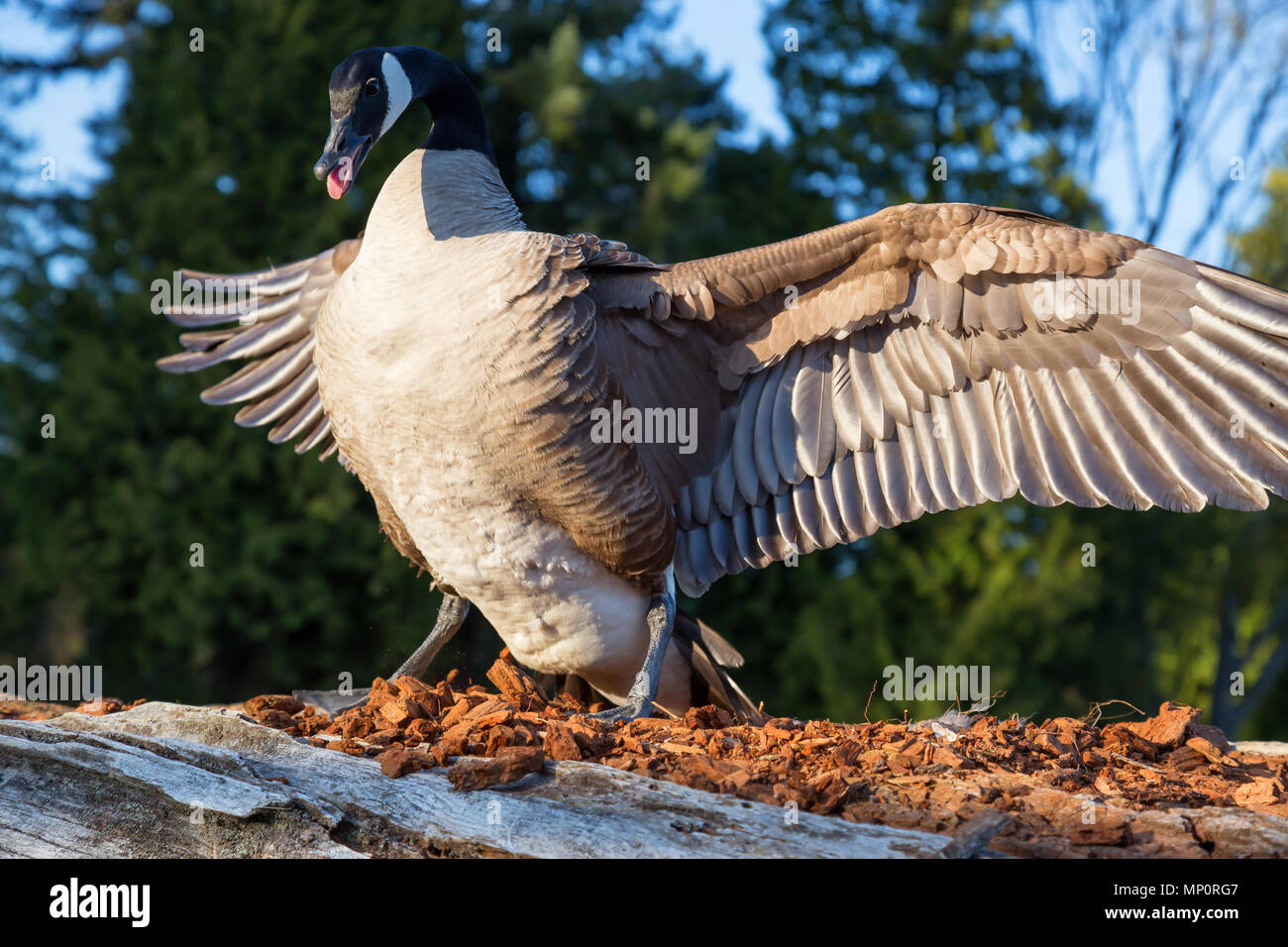 Wild Angry Goose is spreading his wings to show dominance. Taken in Stanley Park, Vancouver, British Columbia, Canada. Stock Photo