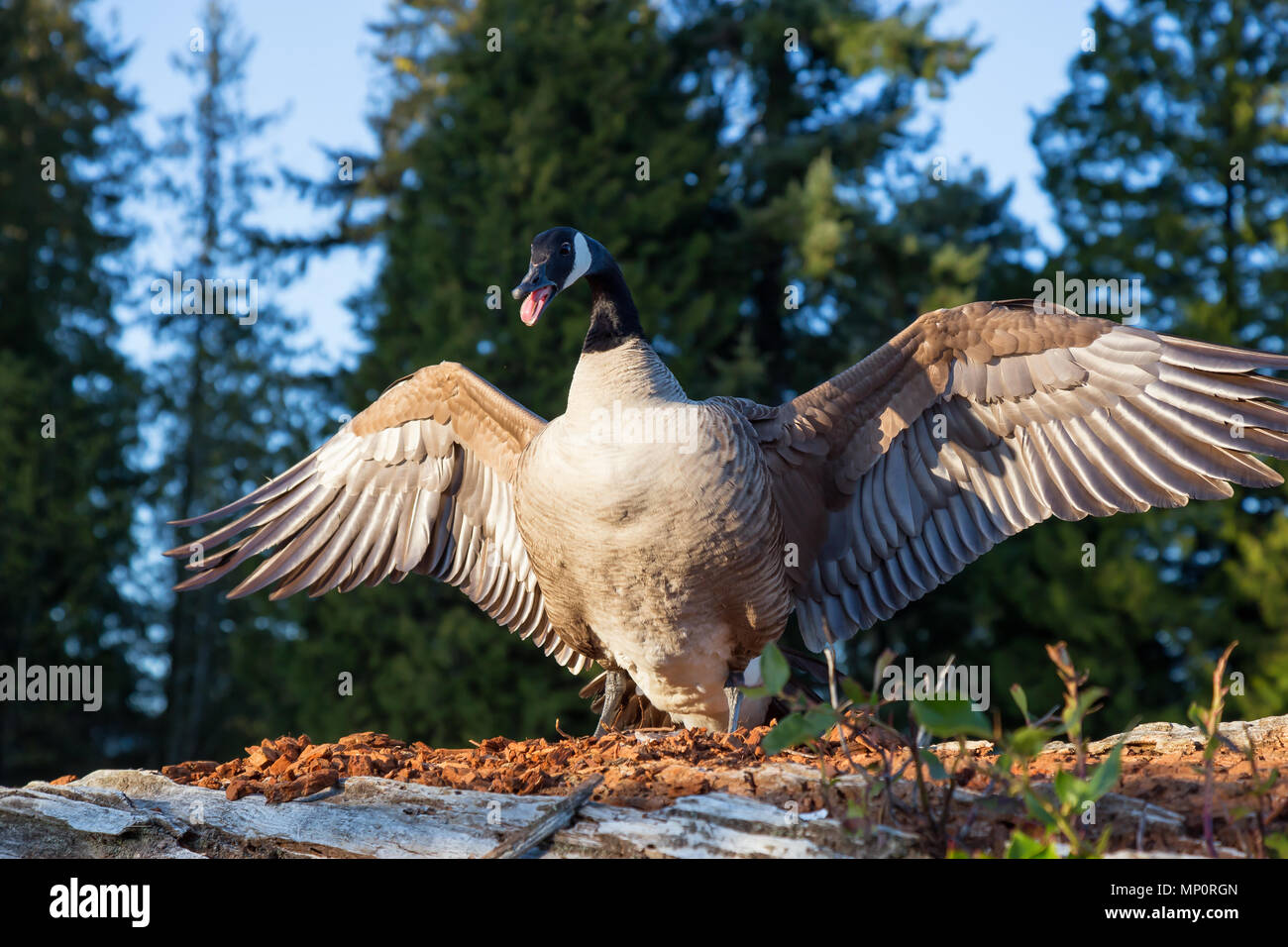 Wild Angry Goose is spreading his wings to show dominance. Taken in Stanley Park, Vancouver, British Columbia, Canada. Stock Photo