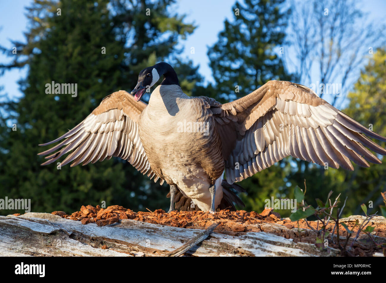 Wild Angry Goose is spreading his wings to show dominance. Taken in Stanley Park, Vancouver, British Columbia, Canada. Stock Photo