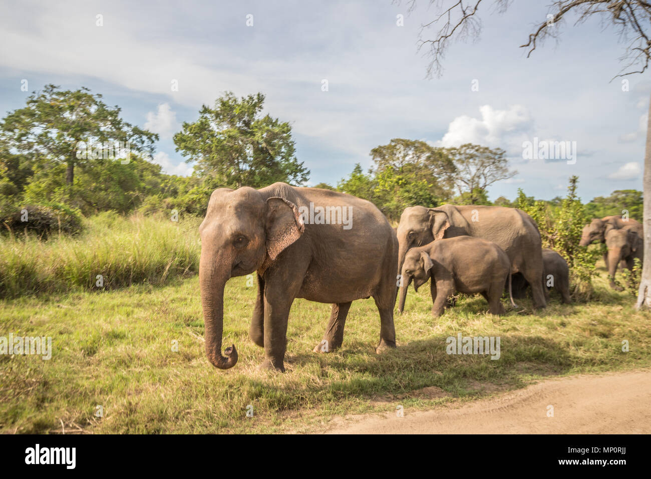 Sri Lanka Elephant herd Stock Photo