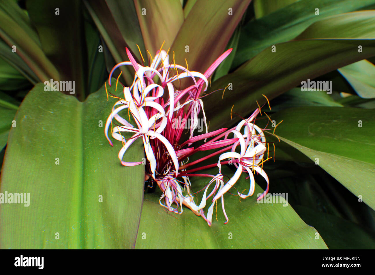 Close up of the flowers in different stages of bloom of a Purple Queen Lily Stock Photo