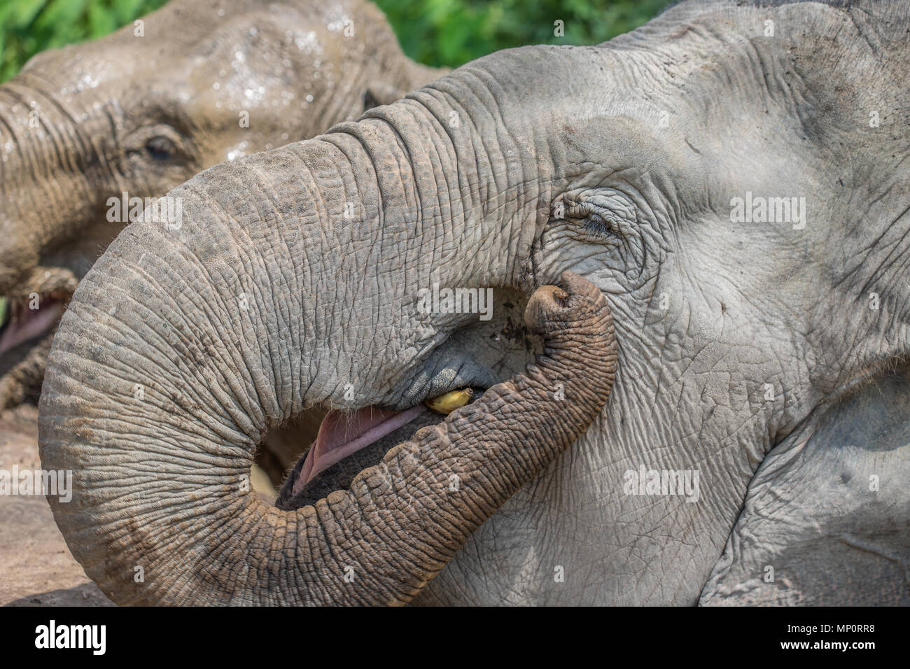 Happy Elephants in Luang Prabang sanctuary in Laos Stock Photo - Alamy