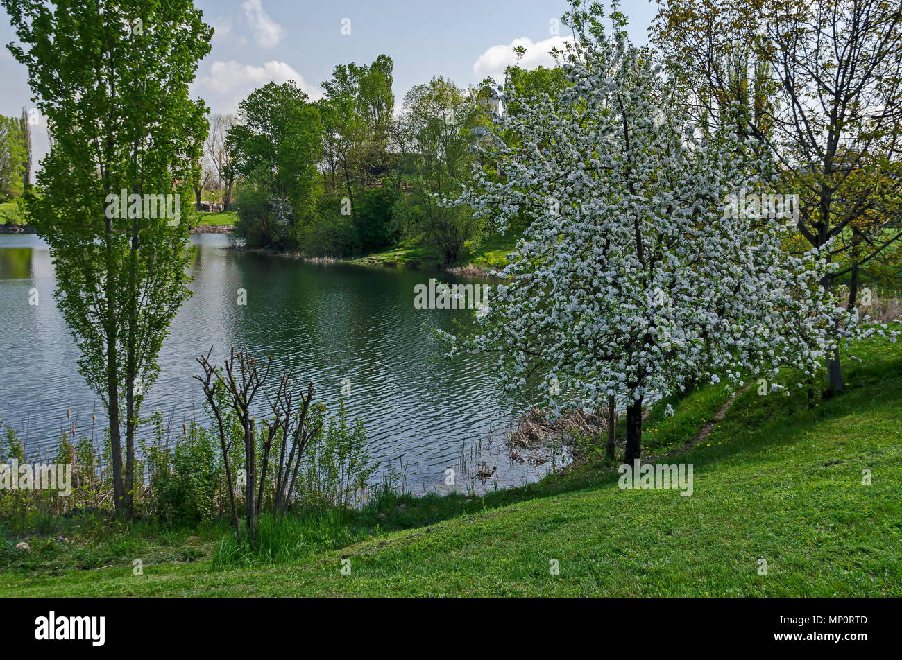 Early springtime green on a beauty  lake in district Drujba, Sofia, Bulgaria Stock Photo