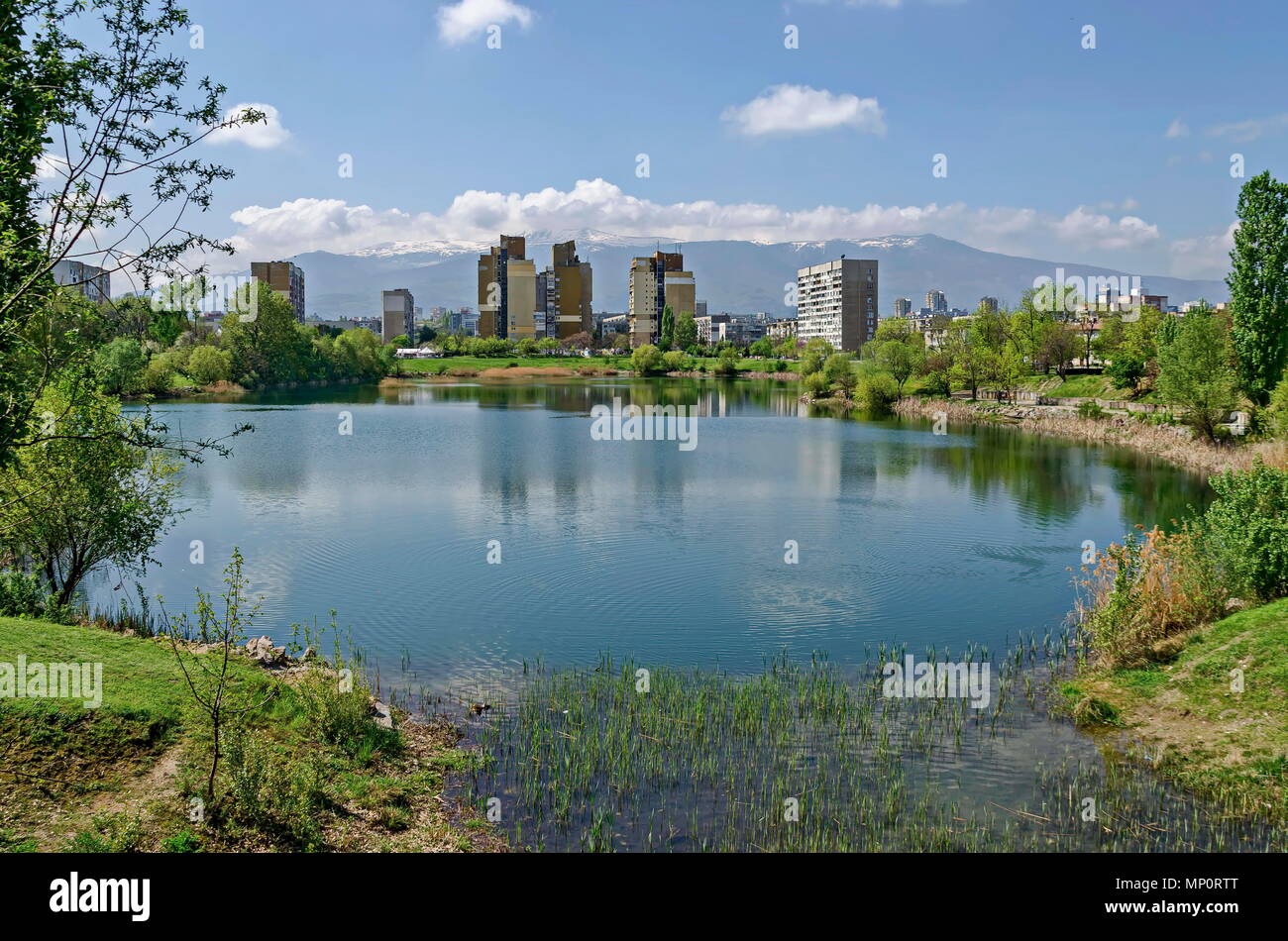 Early springtime green, dry reed or rush and house on a beauty  lake in residential district Drujba, Sofia, Bulgaria Stock Photo