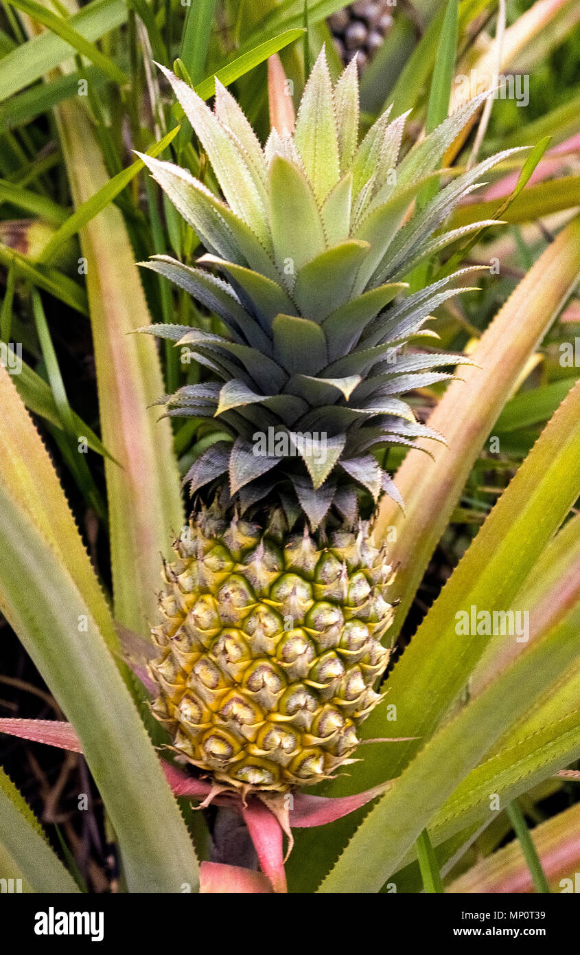 A pineapple plant (Ananas comosus) with large waxy serrated leaves cradles its ripe fruit that has a tall crown of shorter sharp-edged leaves. This small-size variety of the sweet tropical fruit is grown on the South Pacific island of Bora Bora in French Polynesia. Stock Photo