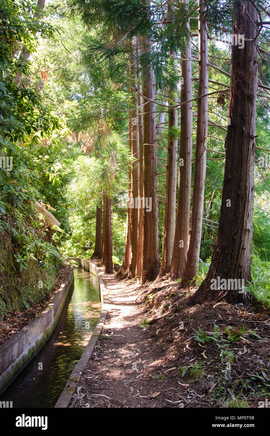 Woodland landscape with row of beautiful tall sequoia trees alongside the footpath and water irrigation channel, locally called levada. Summer season, Stock Photo
