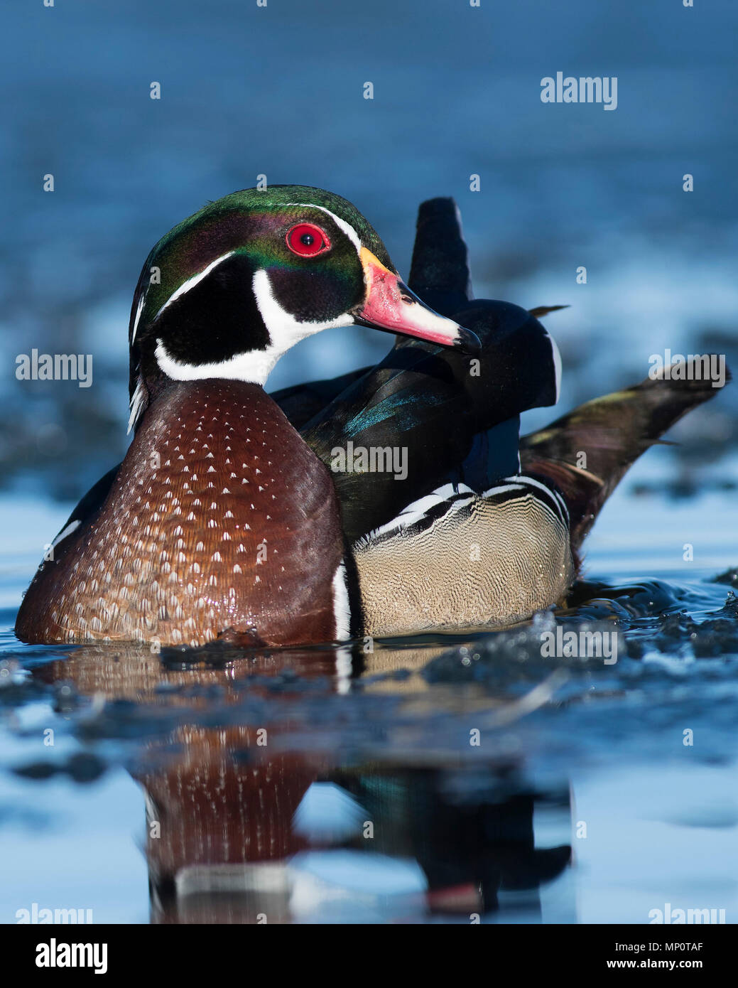 Wood Ducks in the winter in Minnesota Stock Photo Alamy
