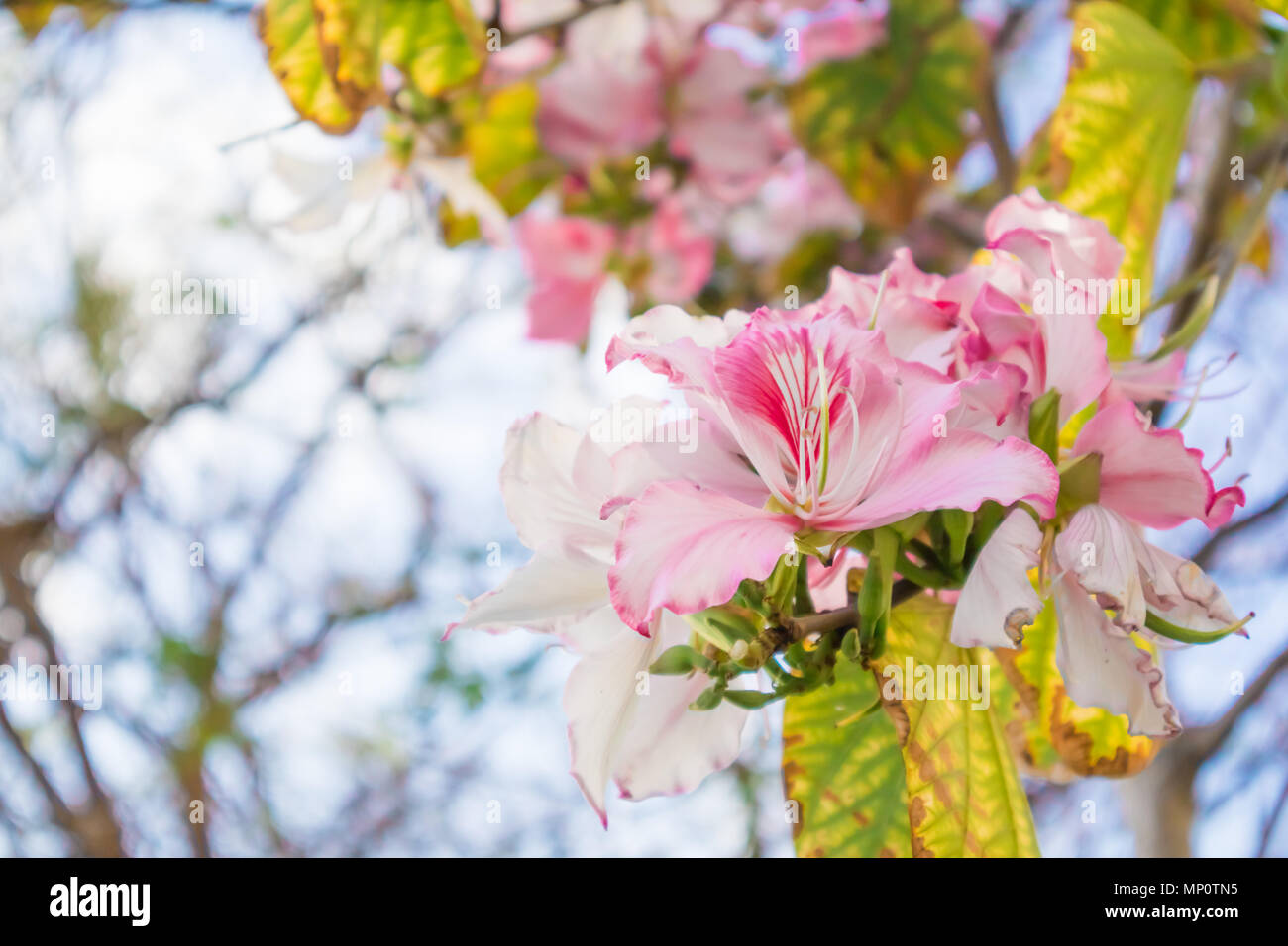 Closeup of Bauhinia Variegata tree brunch with light pink flowers. Stock Photo