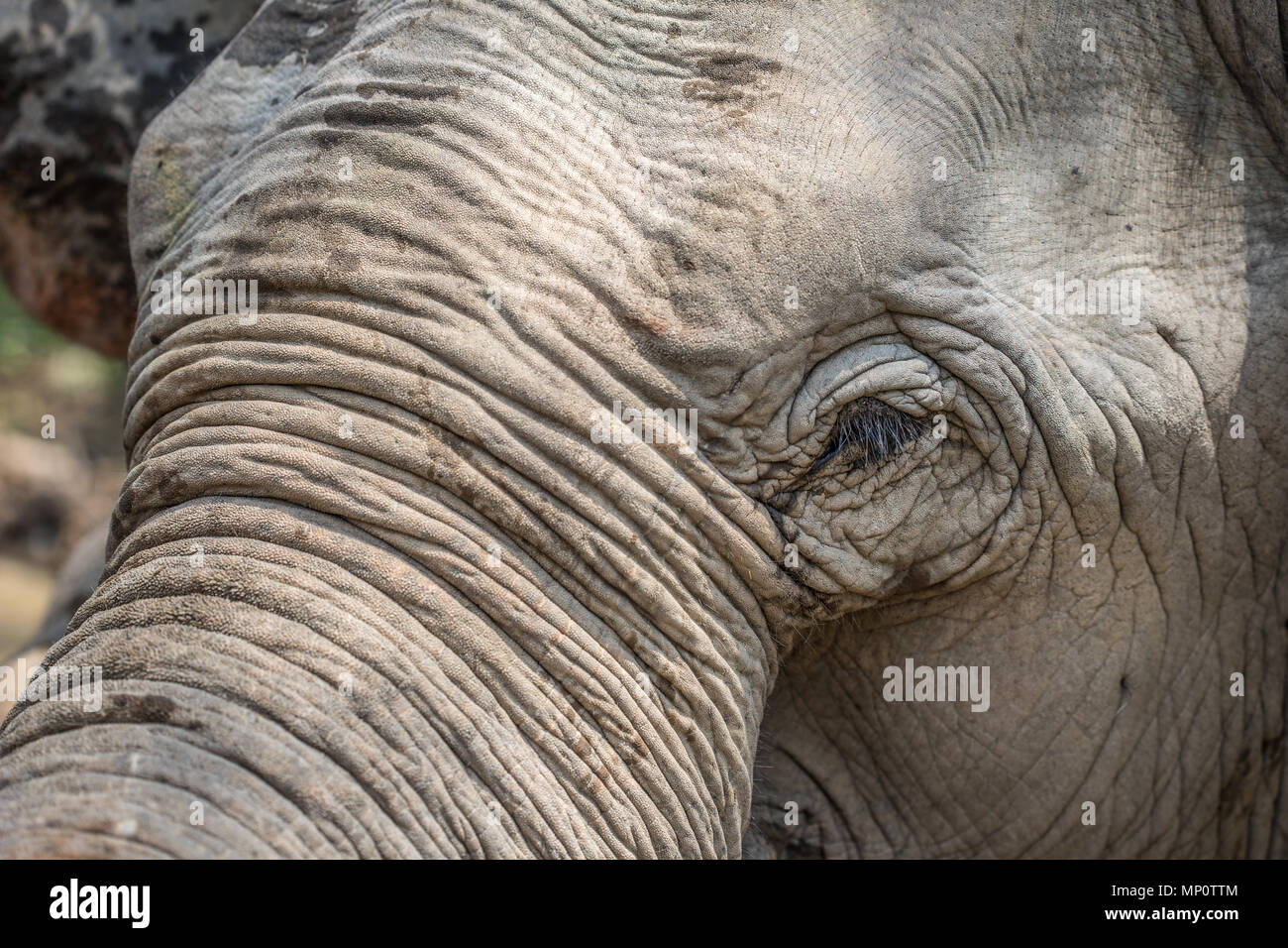 Asian Old Elephant Stock Photo