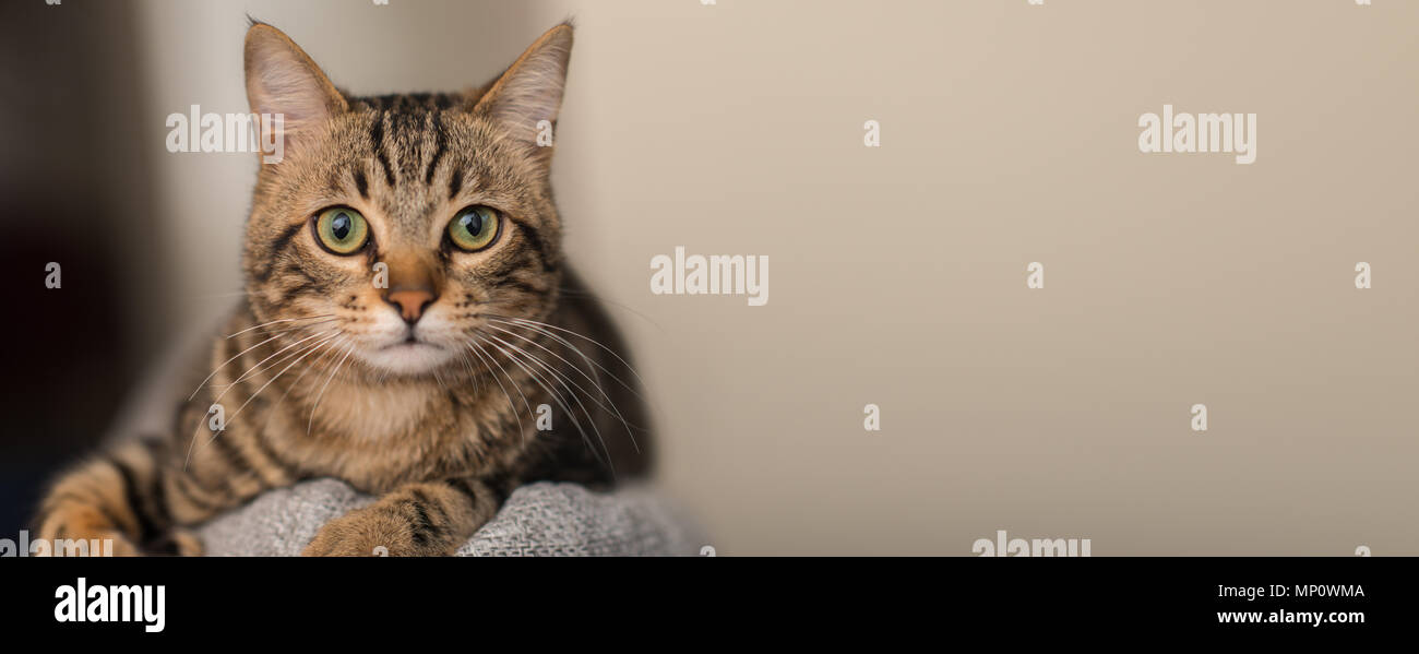 Relaxed domestic cat at home, indoor Stock Photo