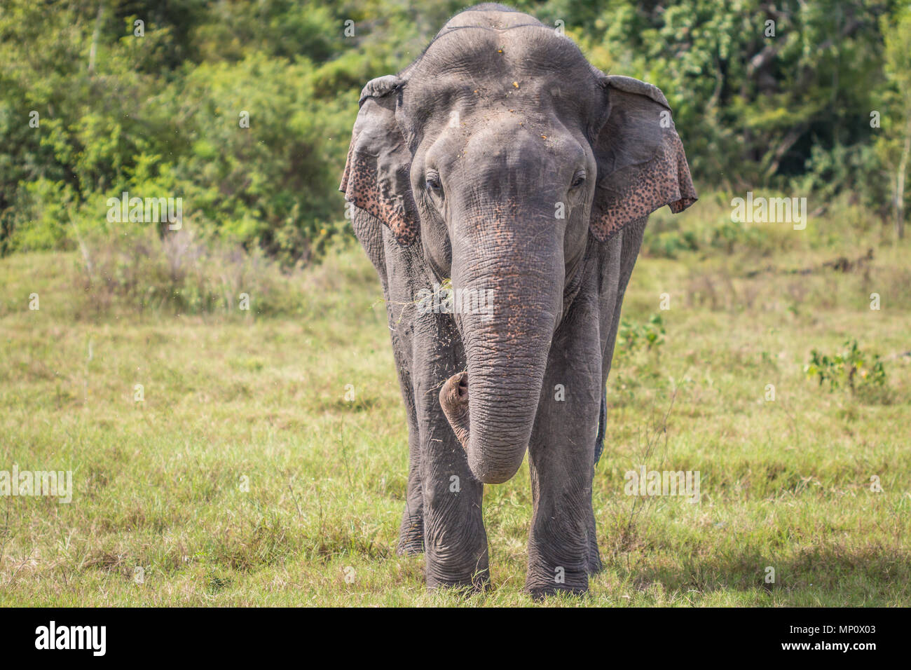 Sri Lankan Elephant Stock Photo