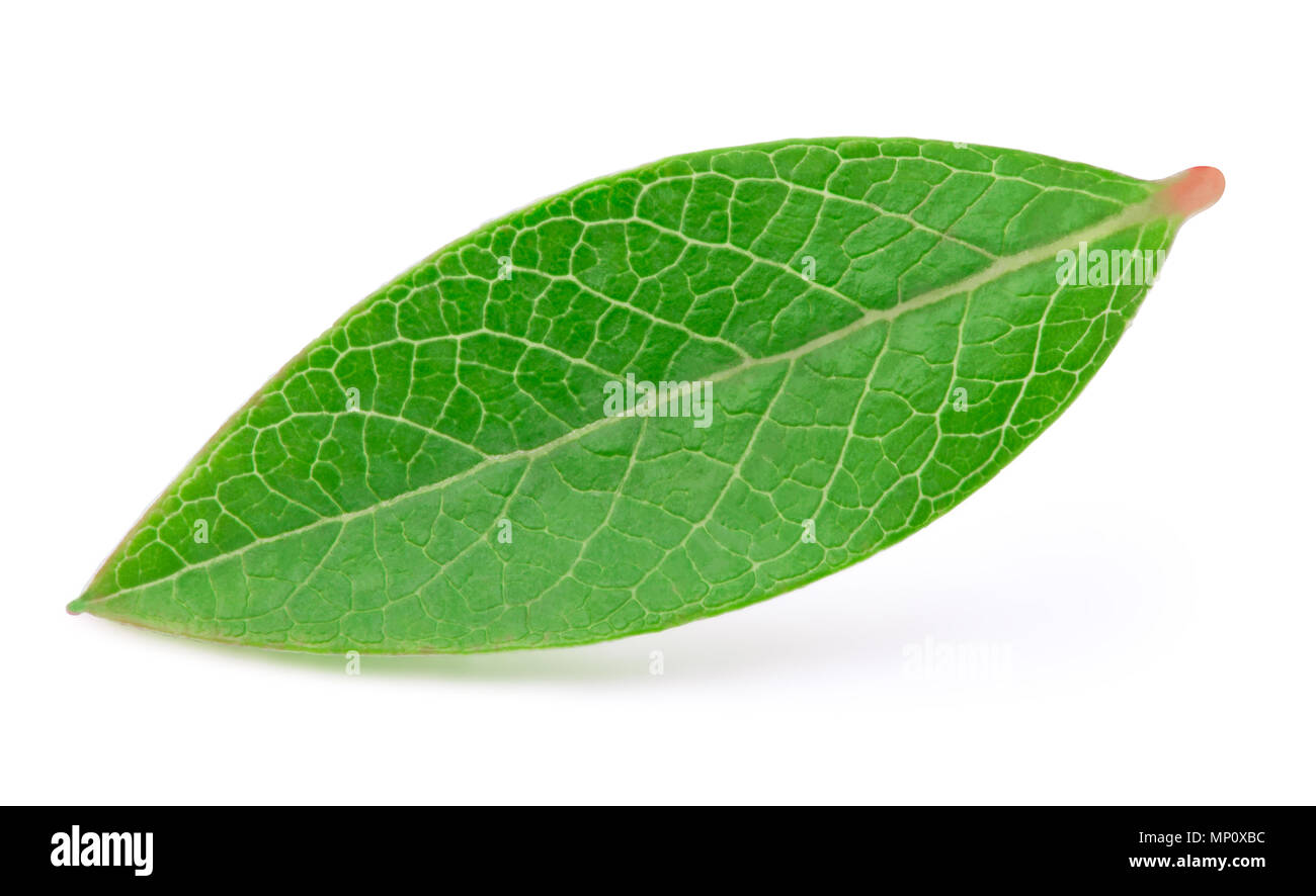 Blueberry leaf isolated Stock Photo