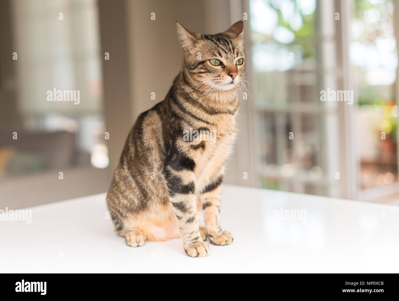 Beautiful relaxed domestic cat at home Stock Photo