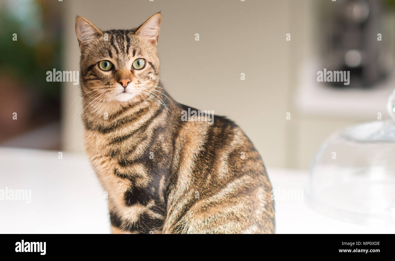 Beautiful relaxed domestic cat at home Stock Photo