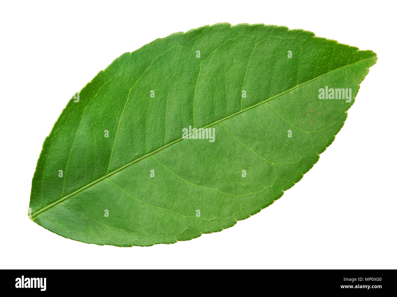 Orange leaf isolated Stock Photo Alamy
