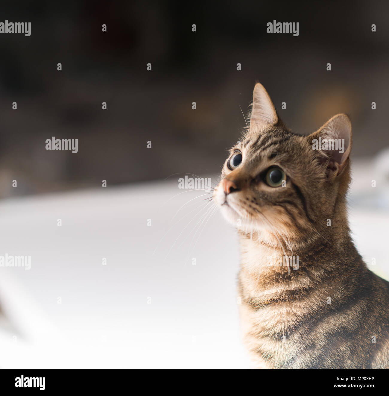 Beautiful relaxed domestic cat at home Stock Photo