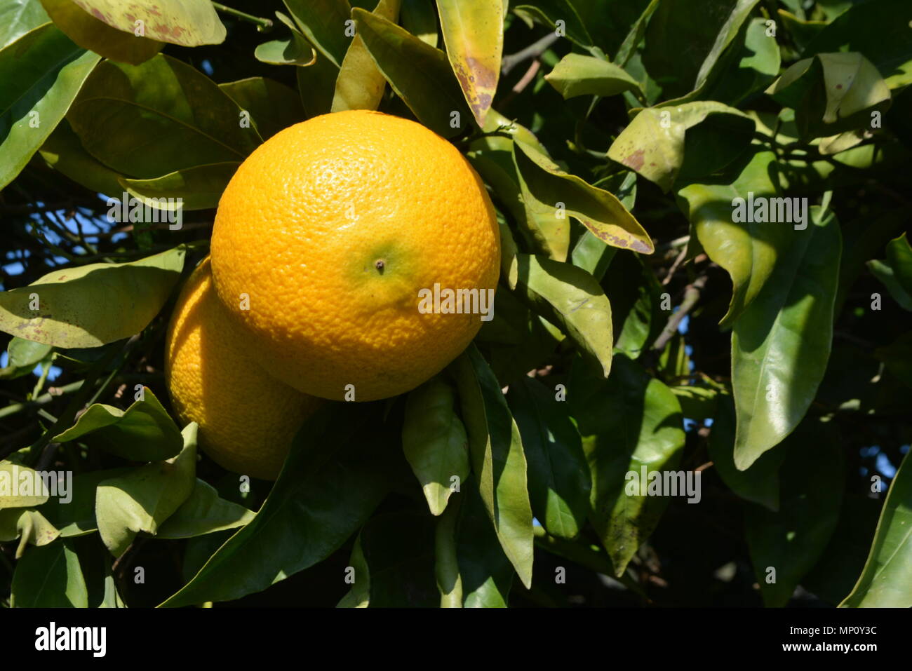 Orange fruit Stock Photo