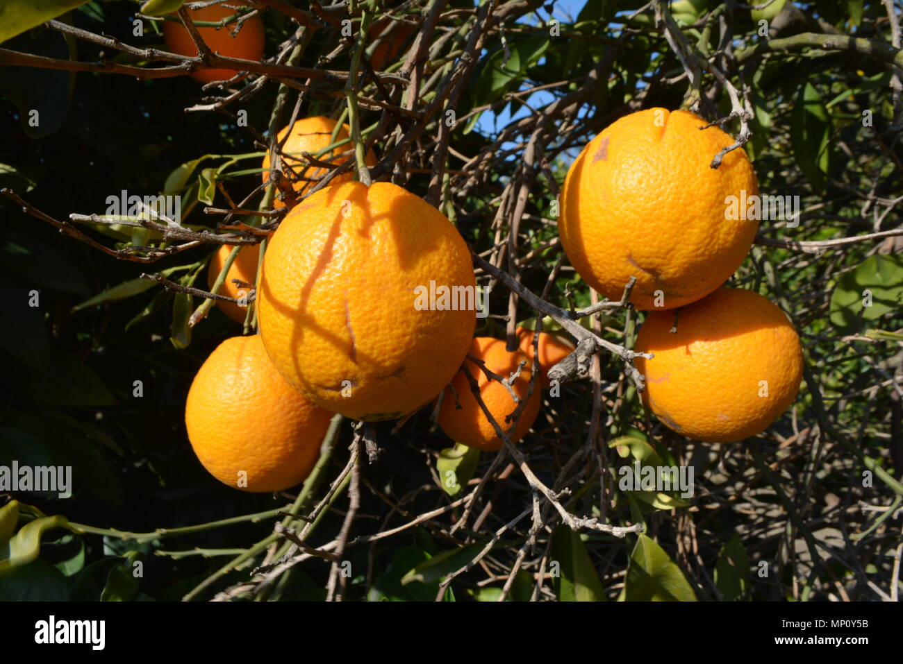 Orange fruit Stock Photo