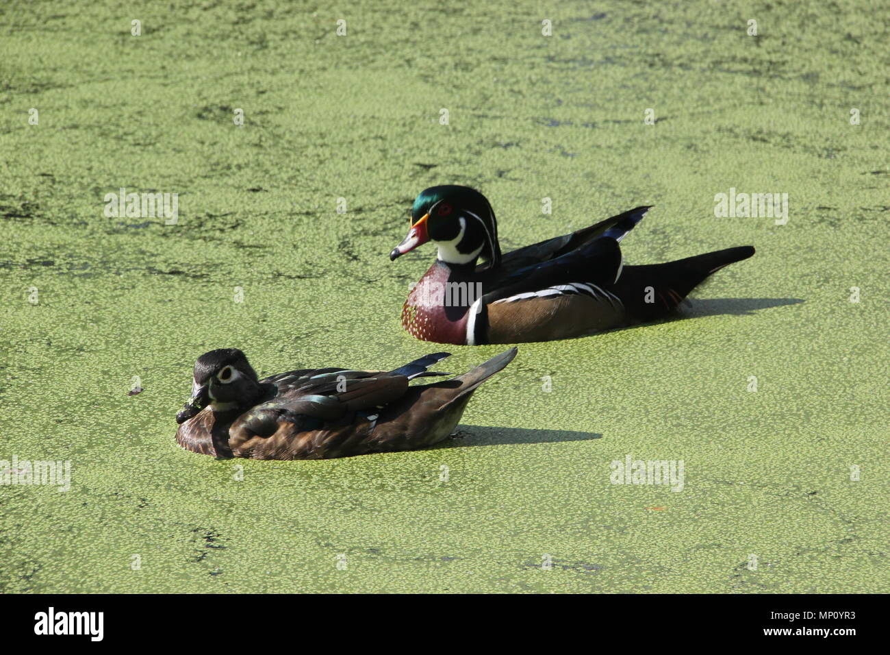Wood Ducks in Audubon Park, New Orleans, Louisiana Stock Photo Alamy