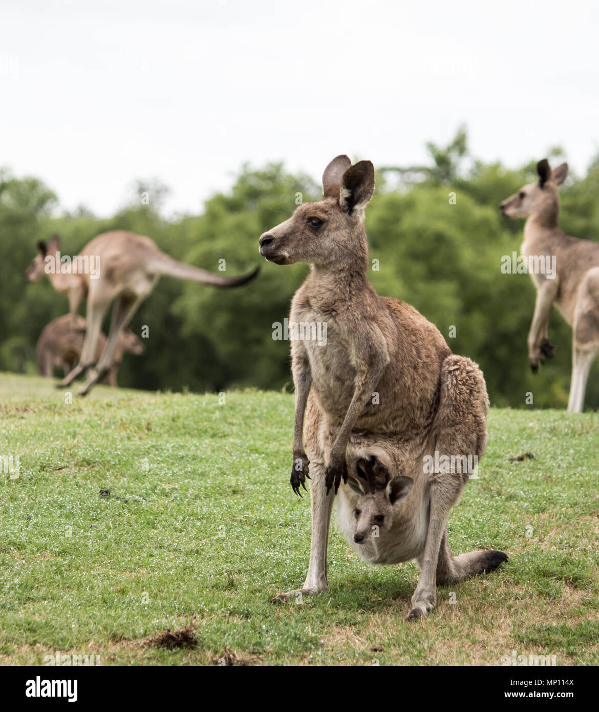 Australian native Kangaroo mother with baby joey in pouch standing in field Stock Photo