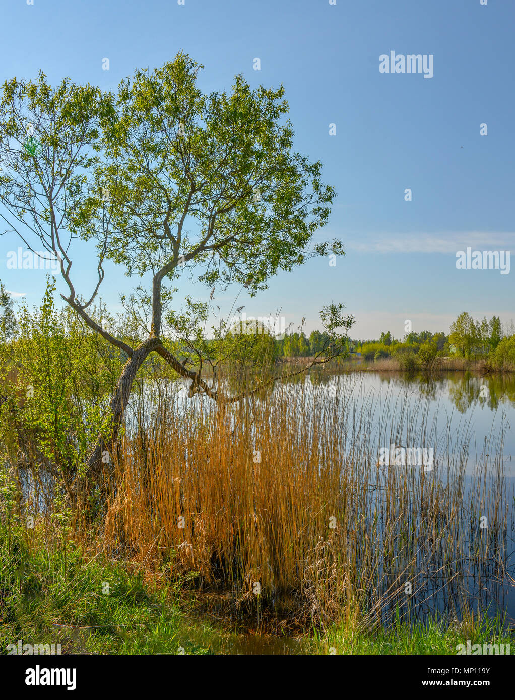 Spring Ruissa Spring morning on the lake. Russia. Leningrad region Stock Photo - Alamy