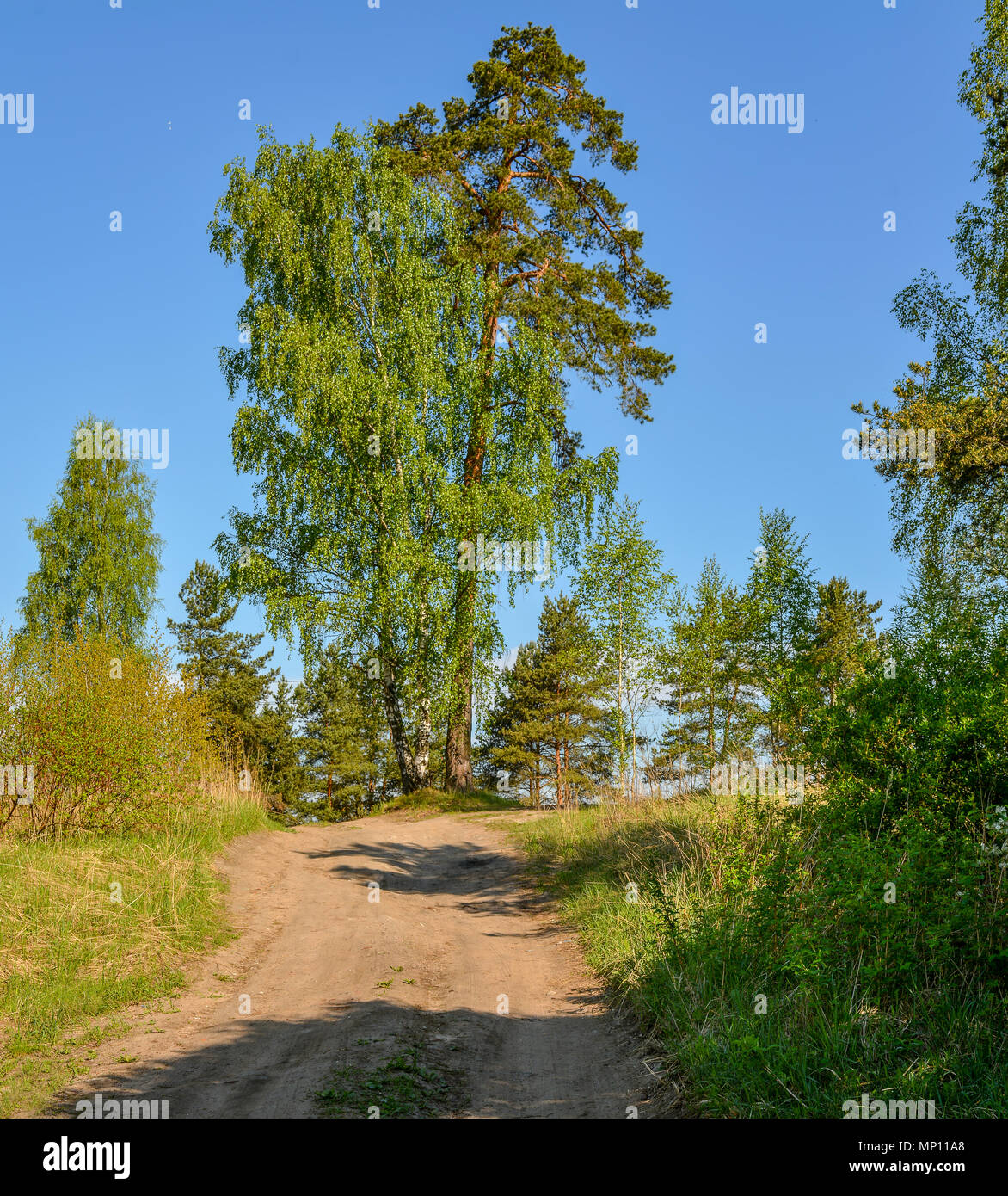 Spring Ruissa Spring morning on the lake. Russia. Leningrad region Stock Photo - Alamy