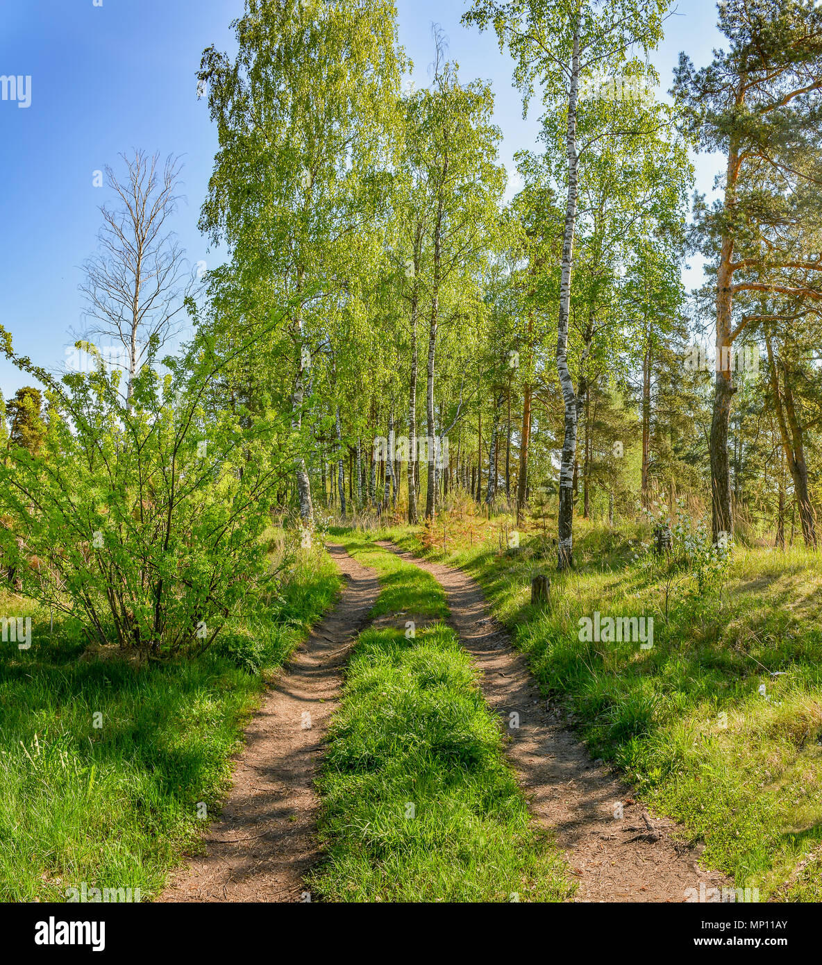 Spring Ruissa Spring morning on the lake. Russia. Leningrad region Stock Photo - Alamy