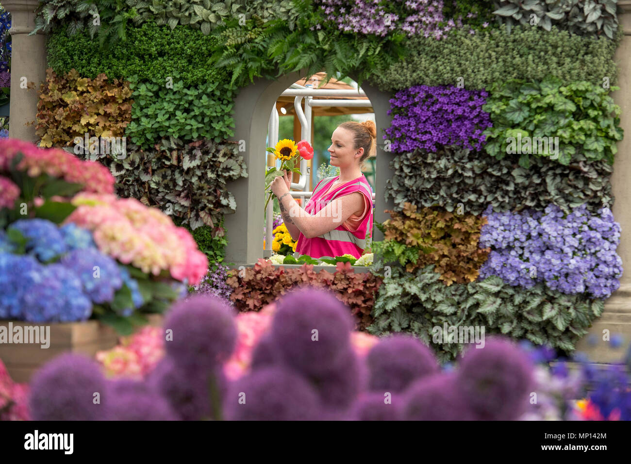 A worker adjusts a floral display as preparations continue for this year's RHS Chelsea Flower Show at the Royal Hospital Chelsea, London. Stock Photo