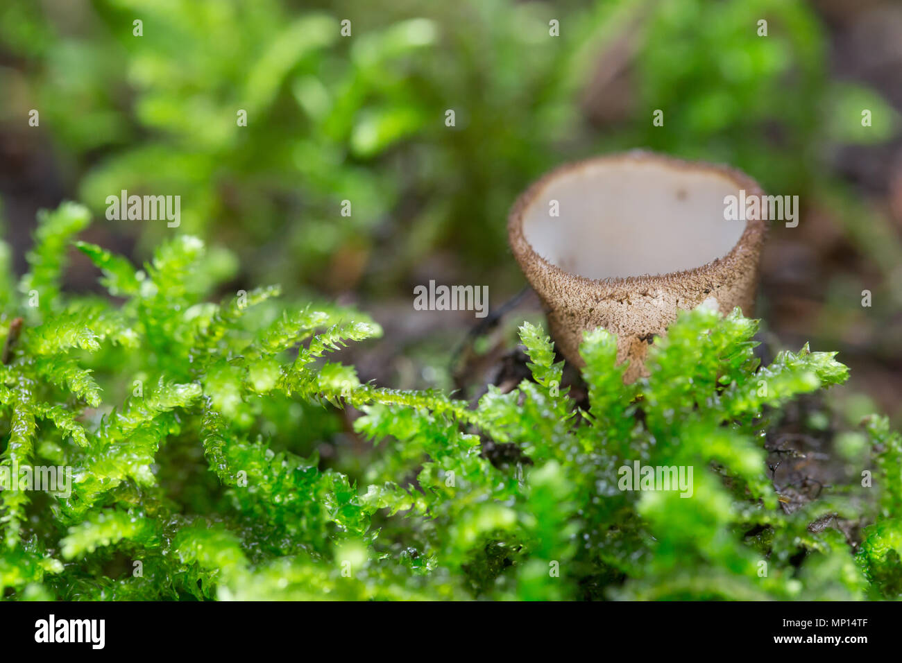 Hairy fairy cup fungi Stock Photo