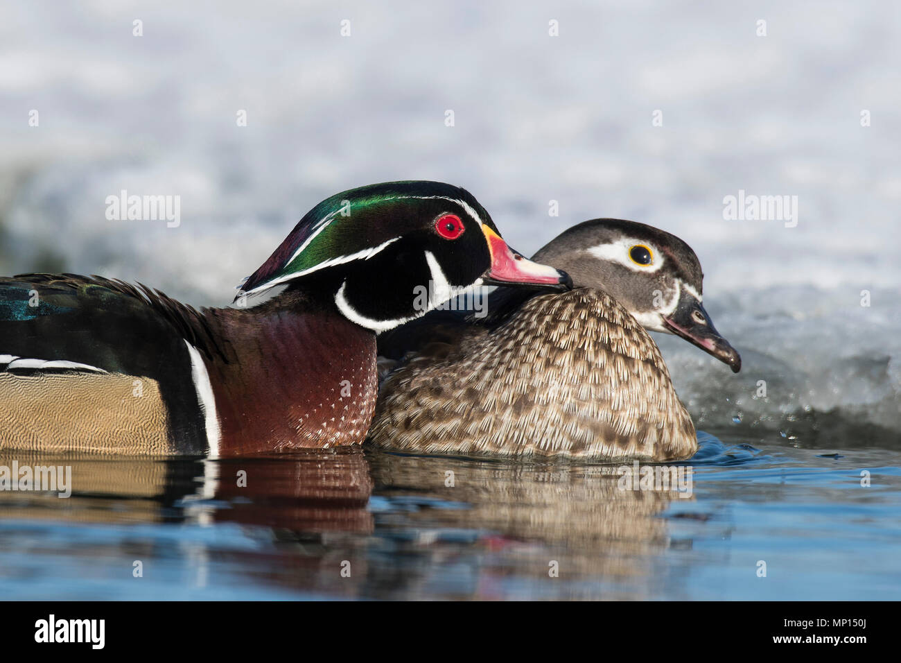 Wood Ducks in the winter in Minnesota Stock Photo Alamy
