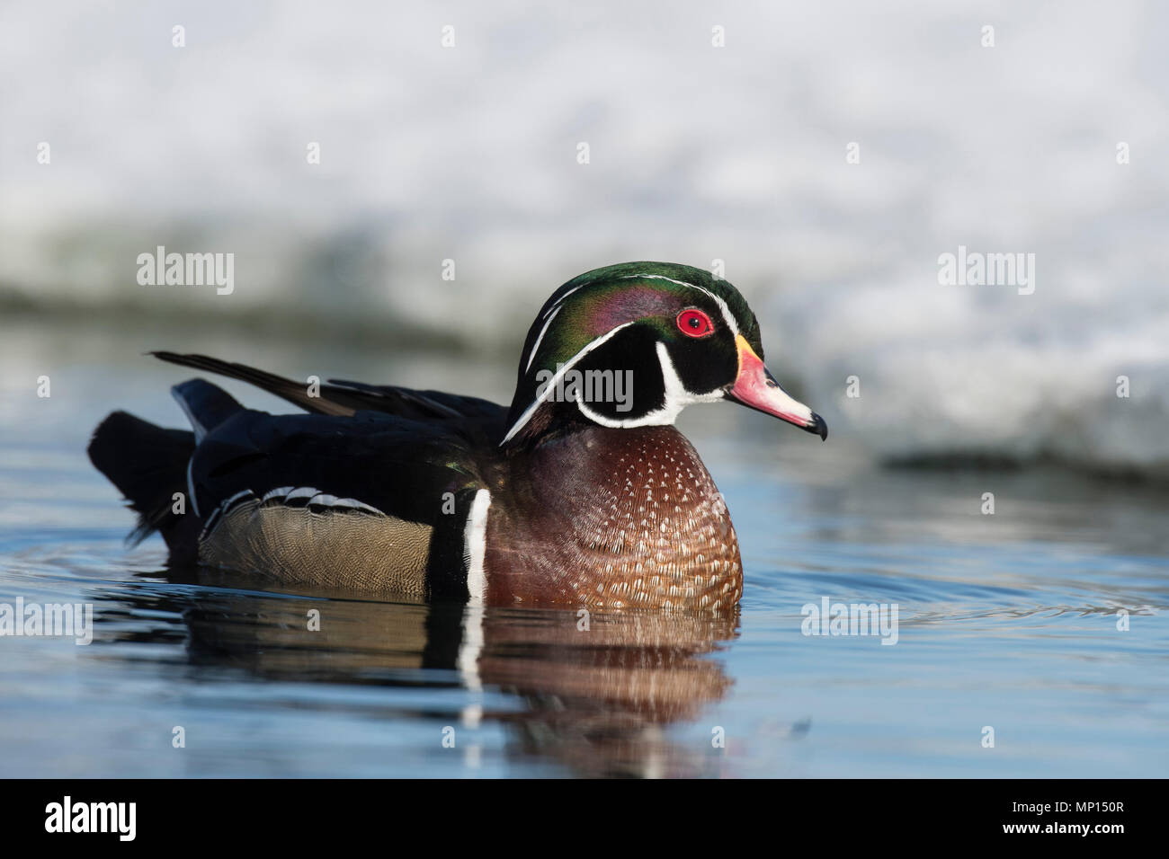 Wood Ducks in the winter in Minnesota Stock Photo Alamy