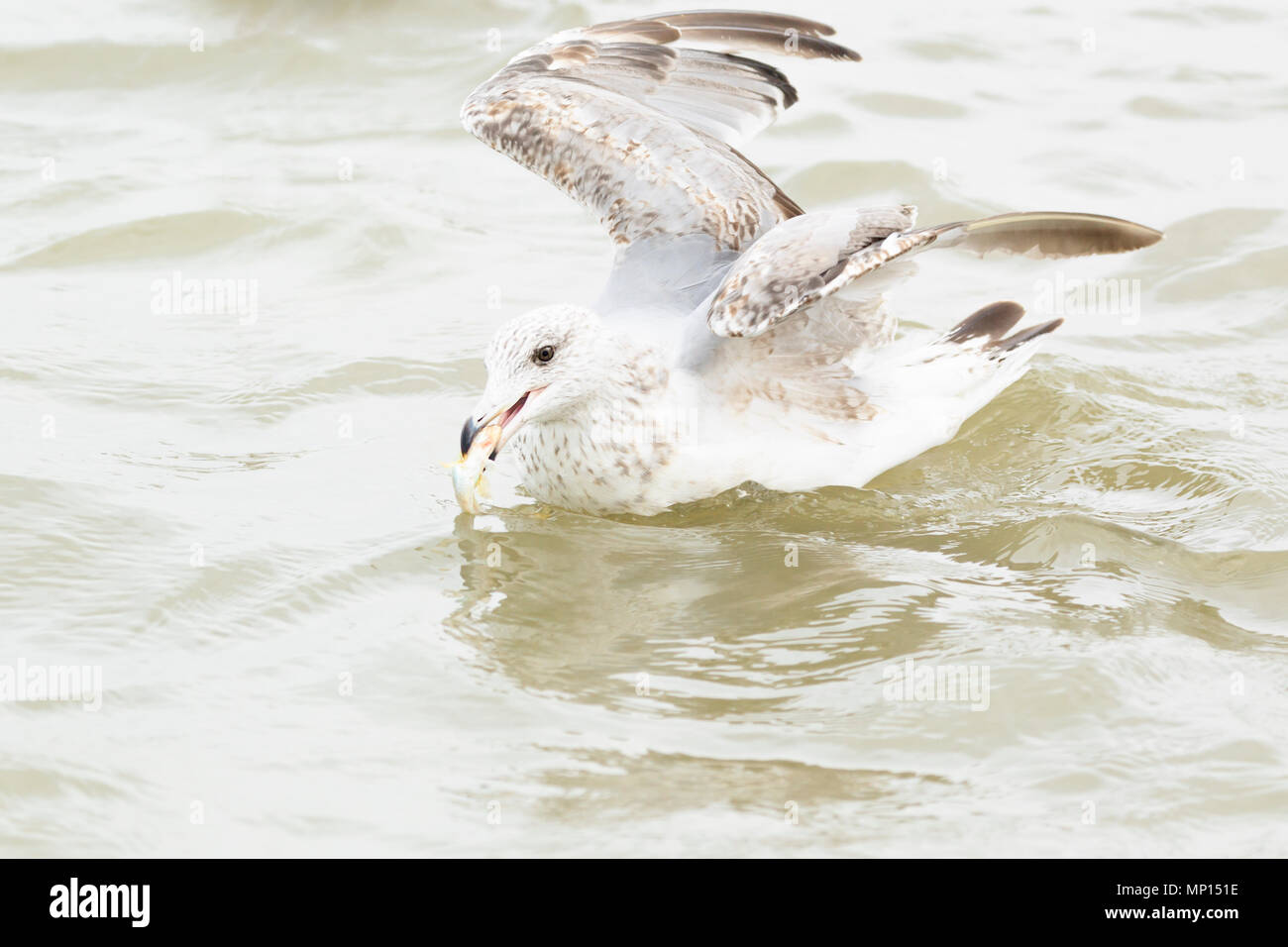 Belgium, West Flanders, Oostduinkerke, seagulls in North Sea Stock Photo
