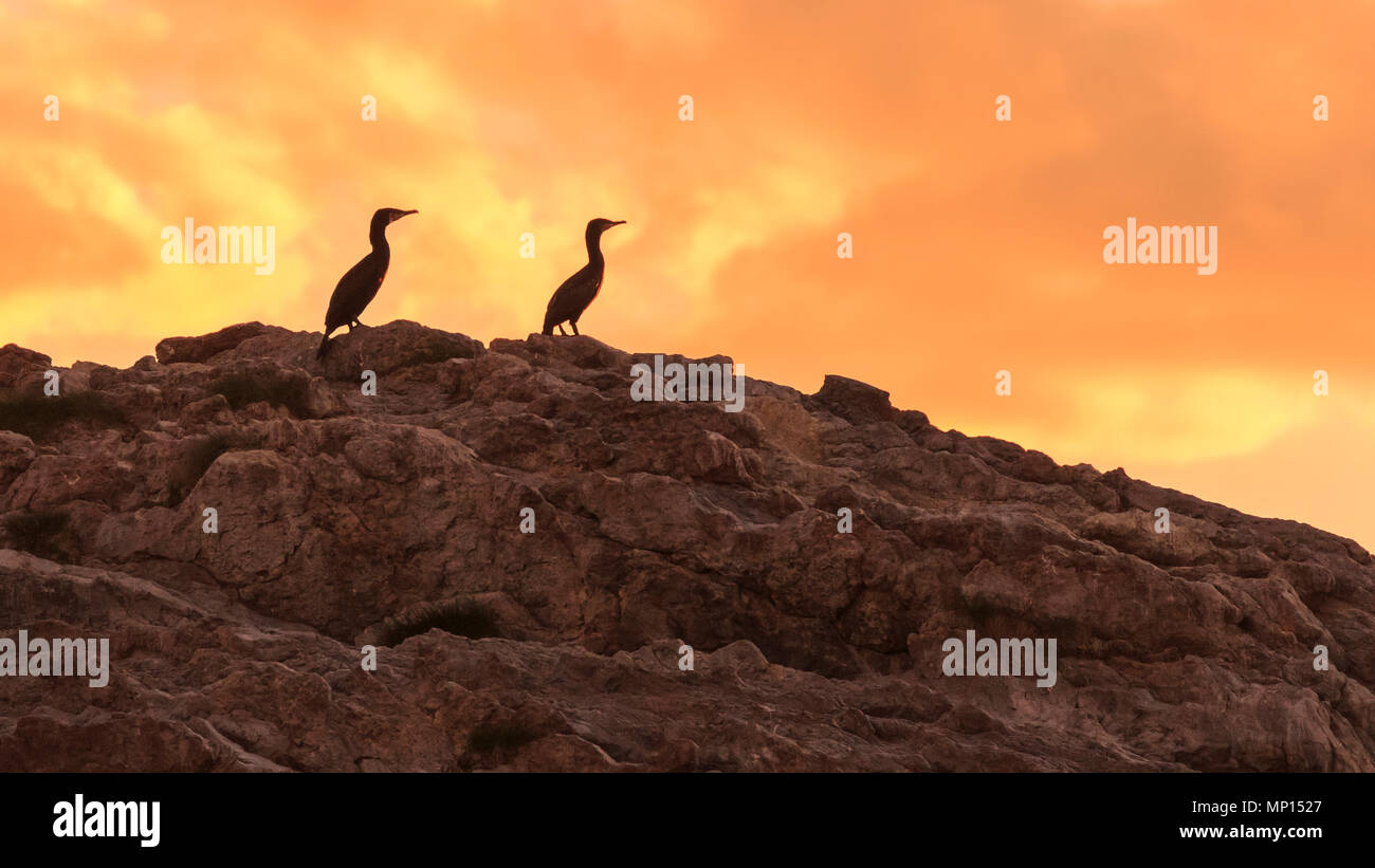 Norway, Andoya, silhouettes of two cormorants on a rocky boulder against a sky filled with orange clouds. Stock Photo