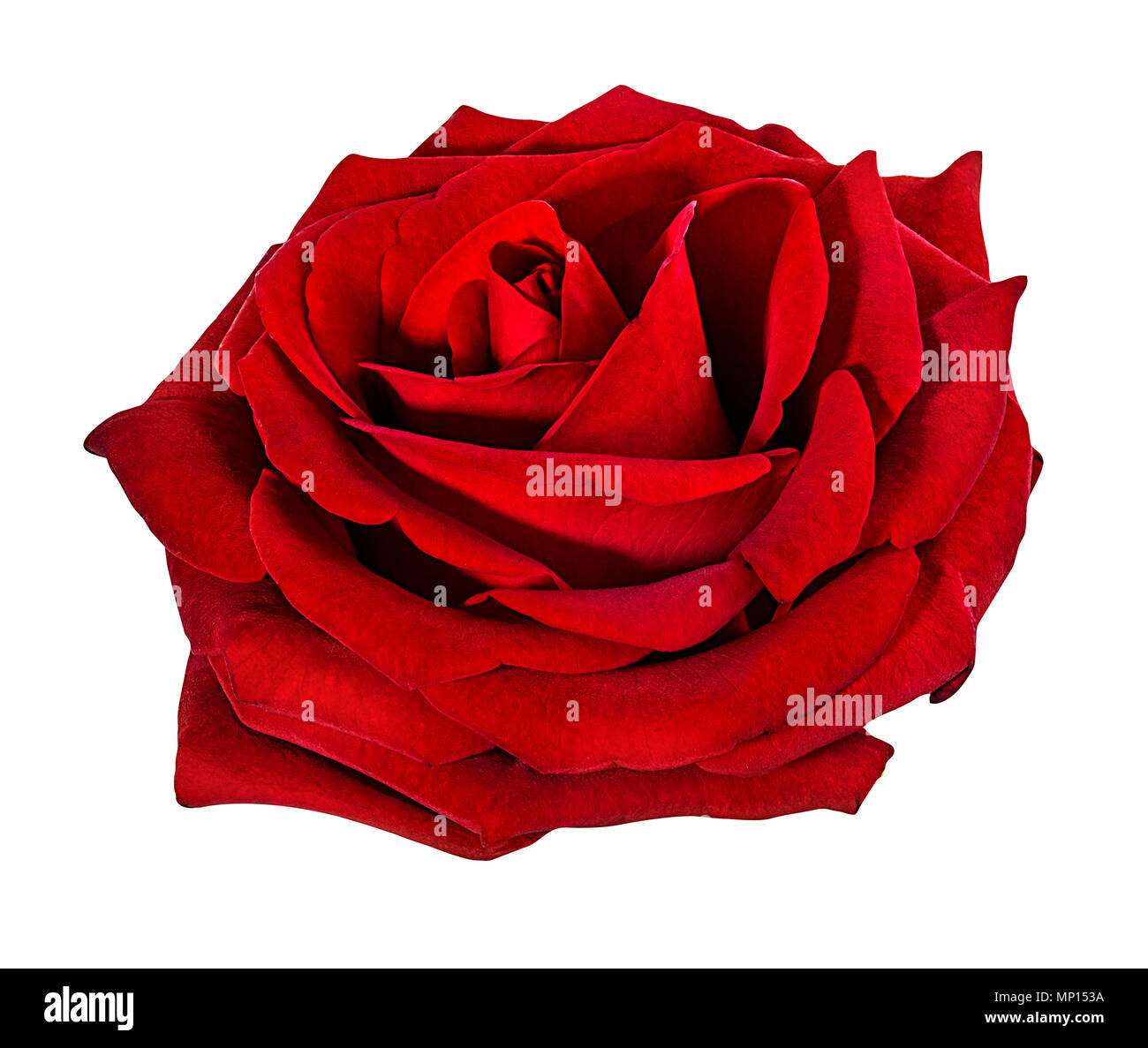 rose isolated on white background Stock Photo - Alamy