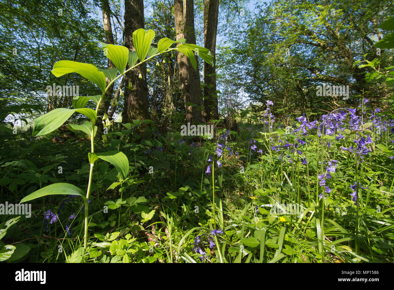 Solomon's Seal (Polygonatum multiflorum) and bluebells (Hyacinthoides non-scripta) in ancient woodland during spring in Hampshire, UK Stock Photo
