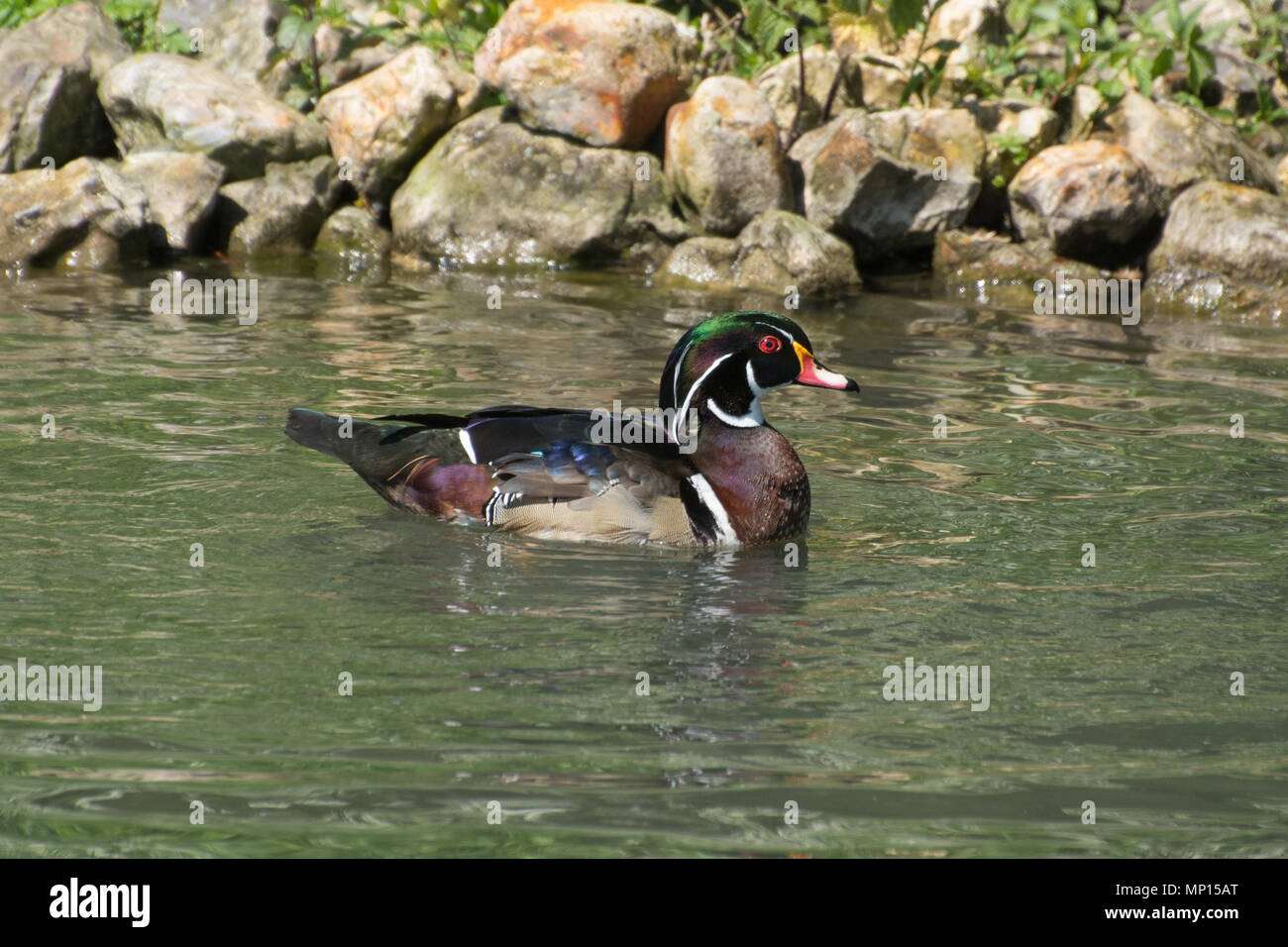 Male (drake) wood duck or Carolina duck (Aix sponsa), a colourful North American perching duck species Stock Photo