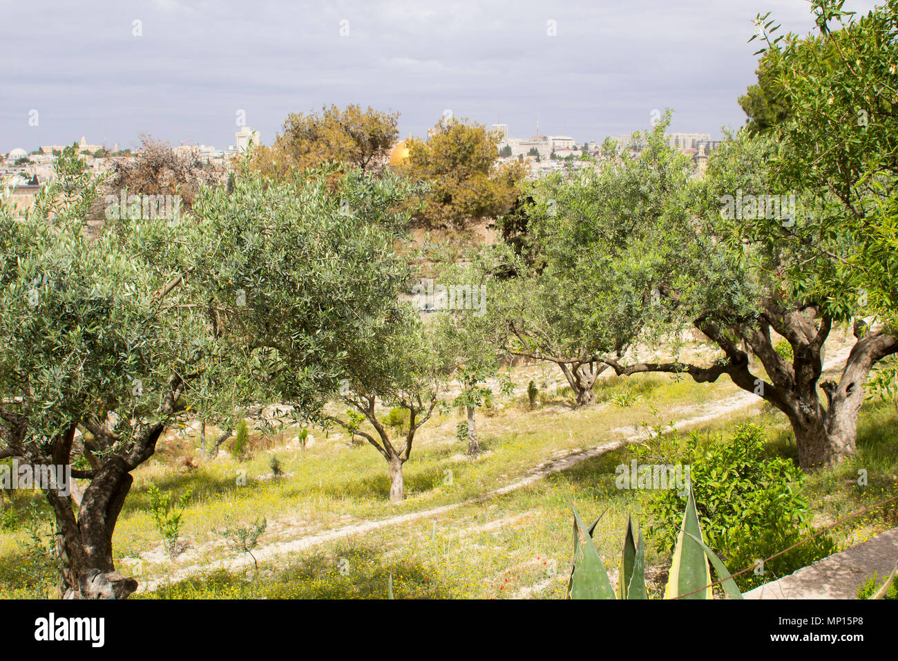 The Olive Grove on the slope of the historic Mount of Olives looking