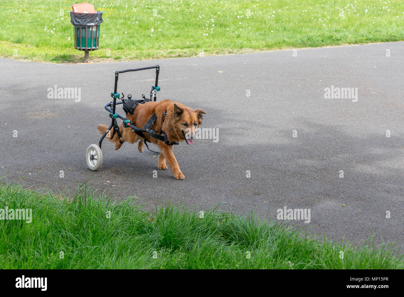 Fourteen year old dog with arthritis uses a custombuilt walking aid to
