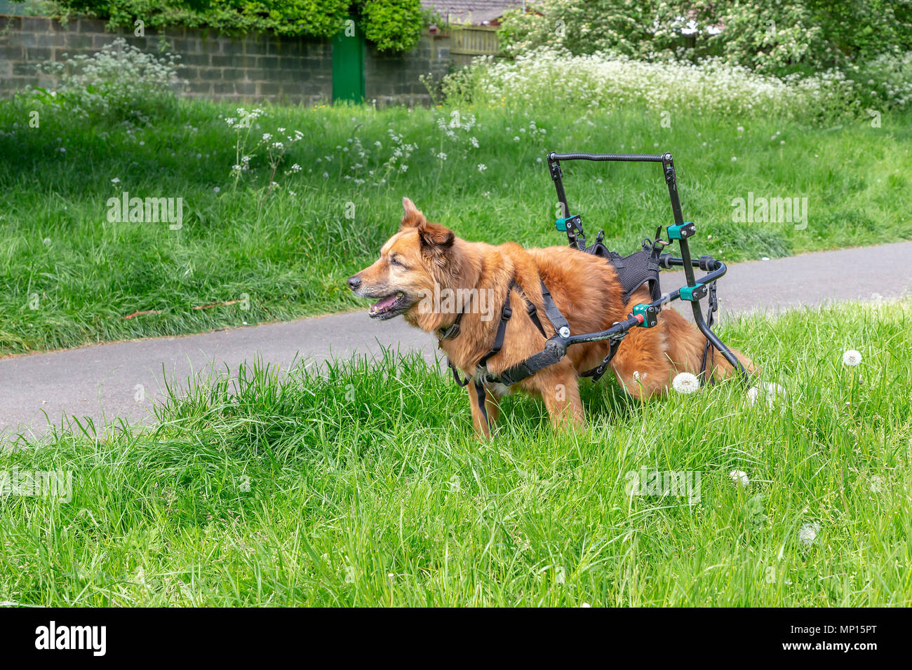 Fourteen year old dog with arthritis uses a custombuilt walking aid to assist with its mobility