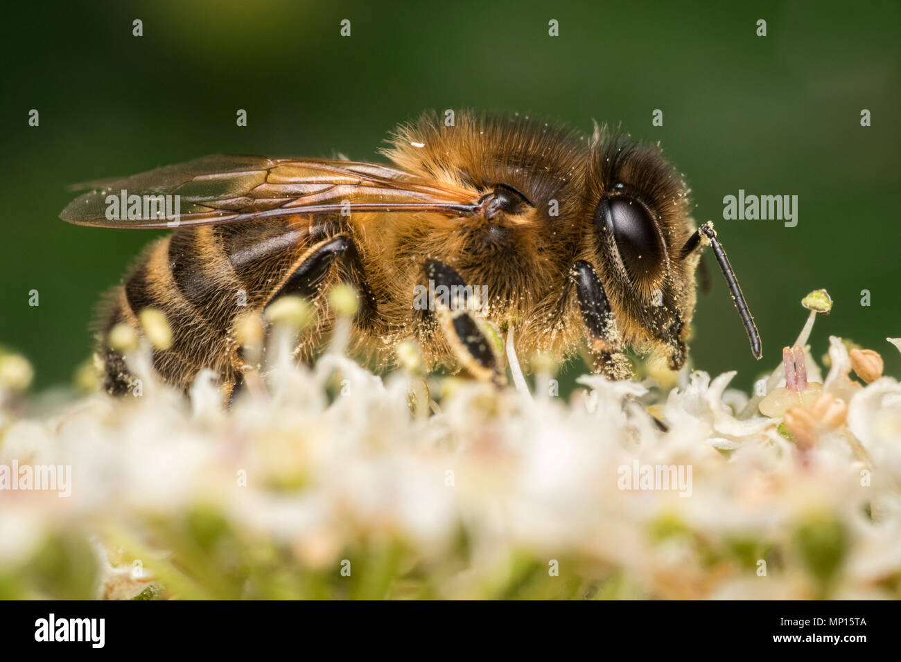 Honeybee (Apis mellifera) feeding on umbellifer flower. Tipperary, Ireland Stock Photo