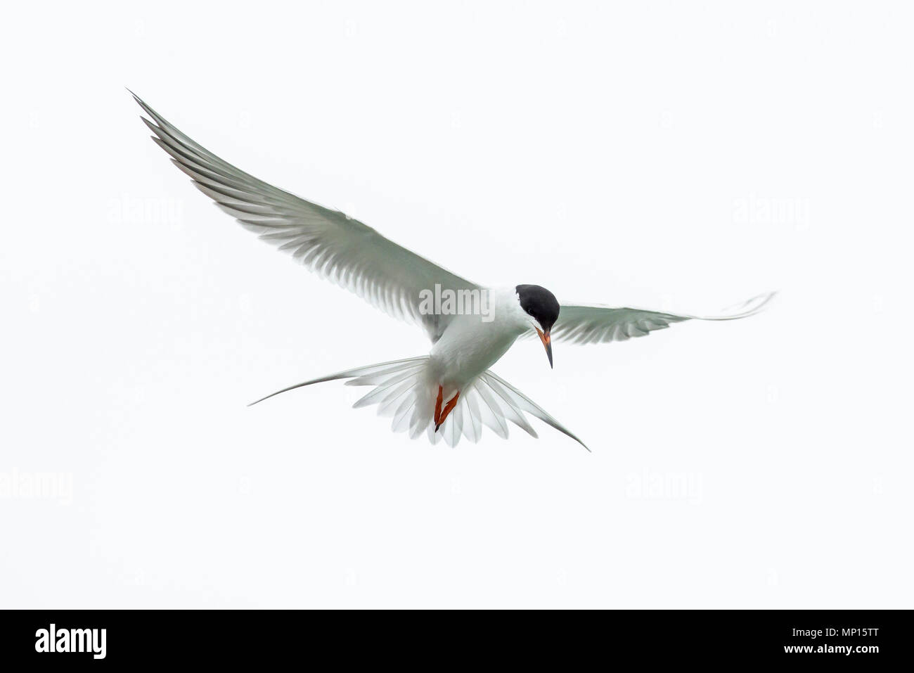 Forster's tern hovering in preparation to dive for food. Stock Photo