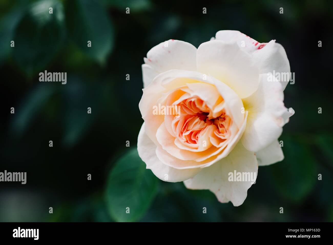 Beautiful summer flower hi-res stock photography and images - Alamy