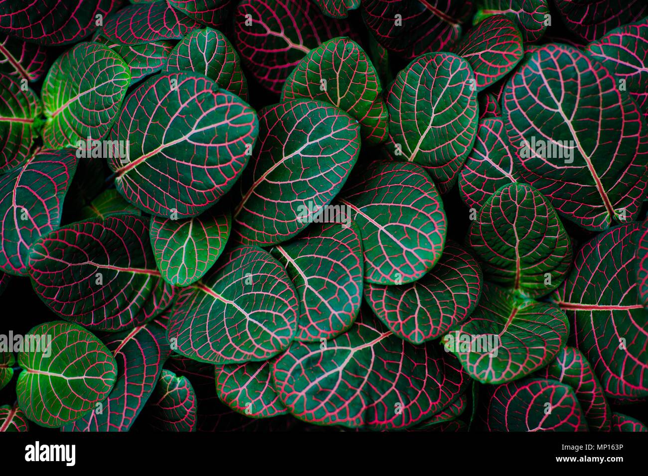 tropical green background, exotic green leaves, texture, pattern Stock ...