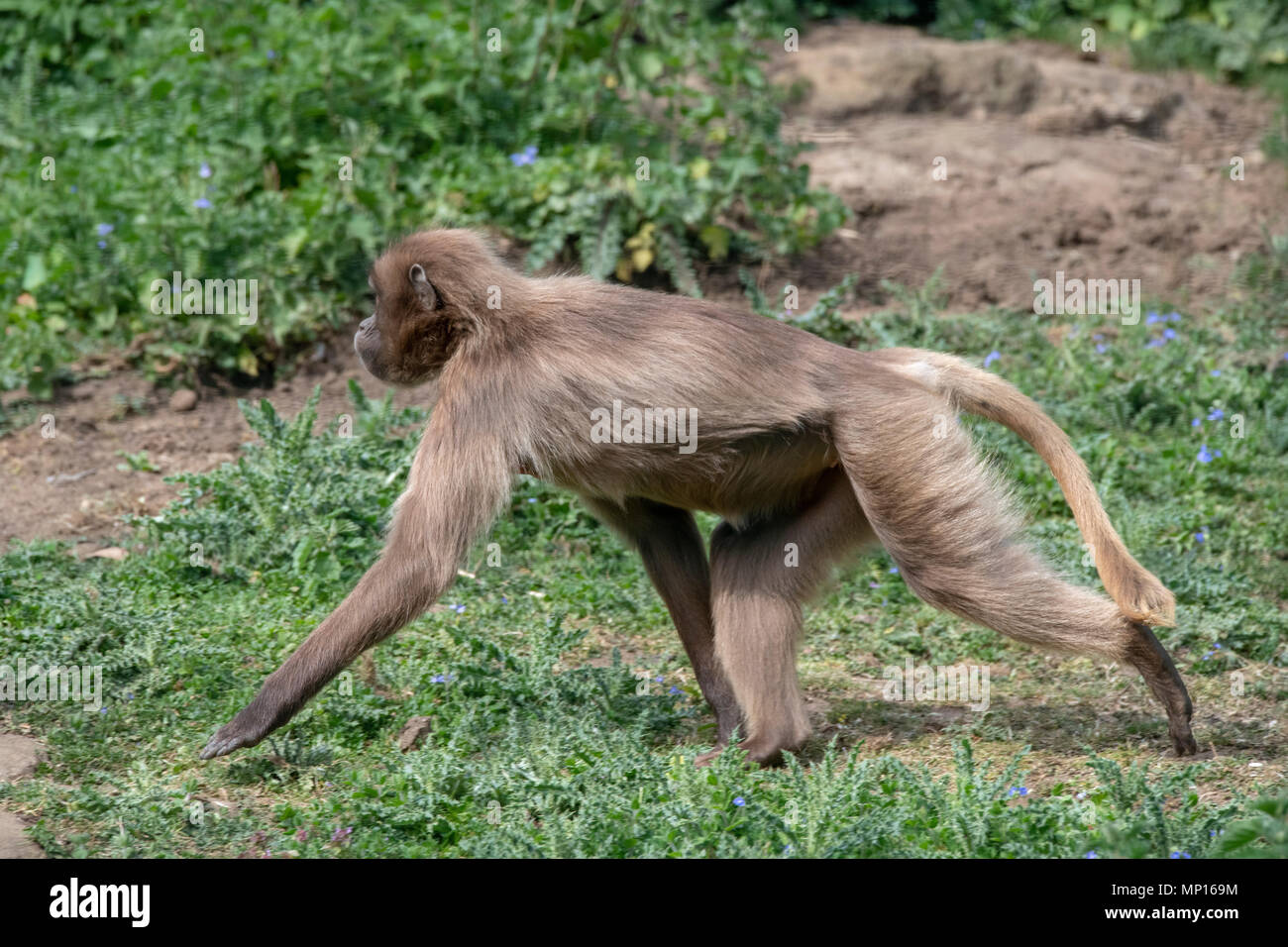 Adult female Gelada Baboon at Edinburgh Zoo Stock Photo - Alamy