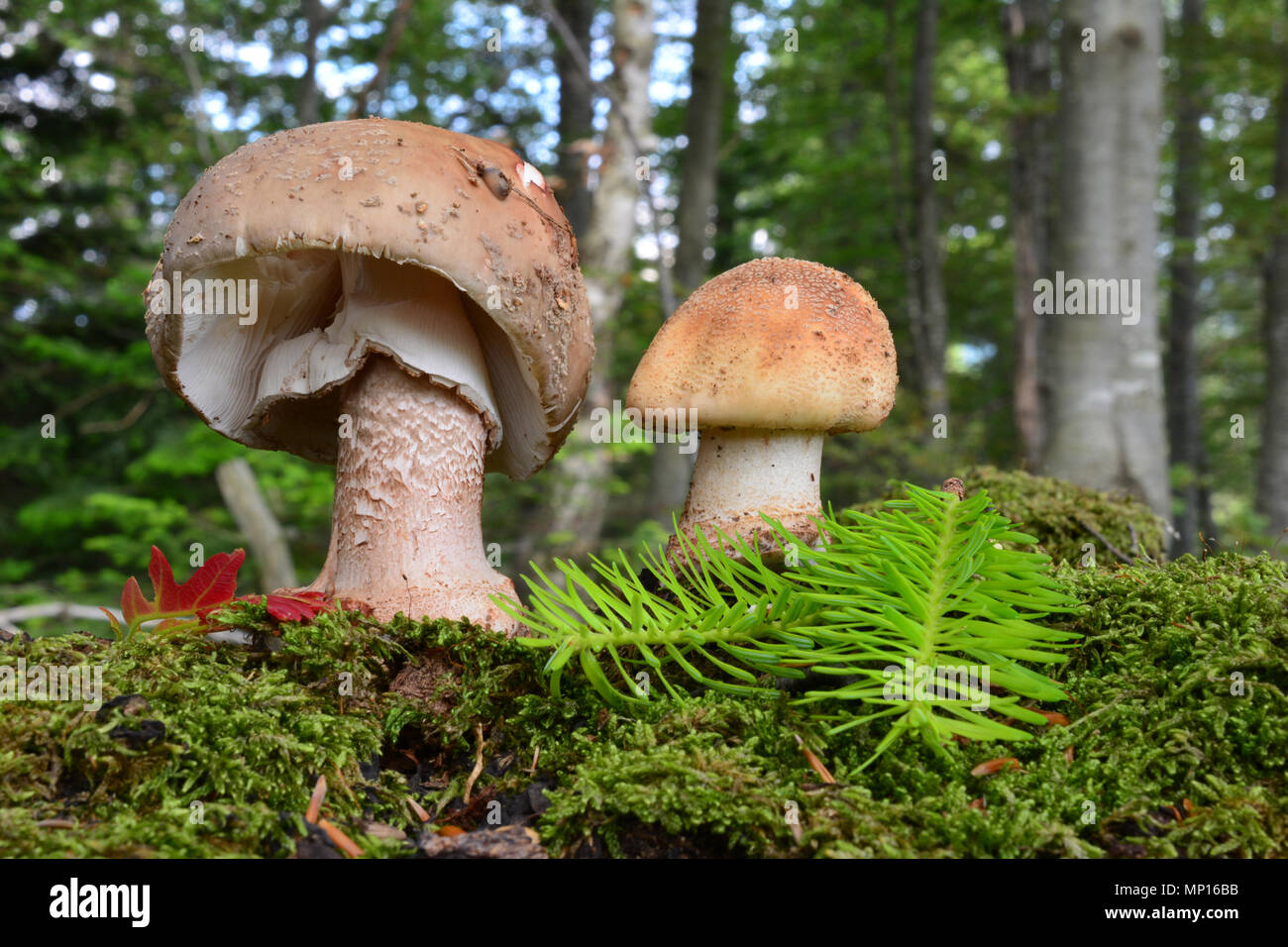Two healthy and good looking Blusher mushrooms, or Amanita rubescens on a moss in beech forest with green fir twig and red oak leaf Stock Photo