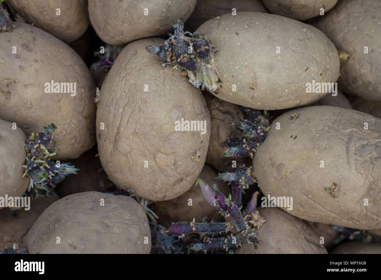 Organic seed potatoes (Salome) Stock Photo